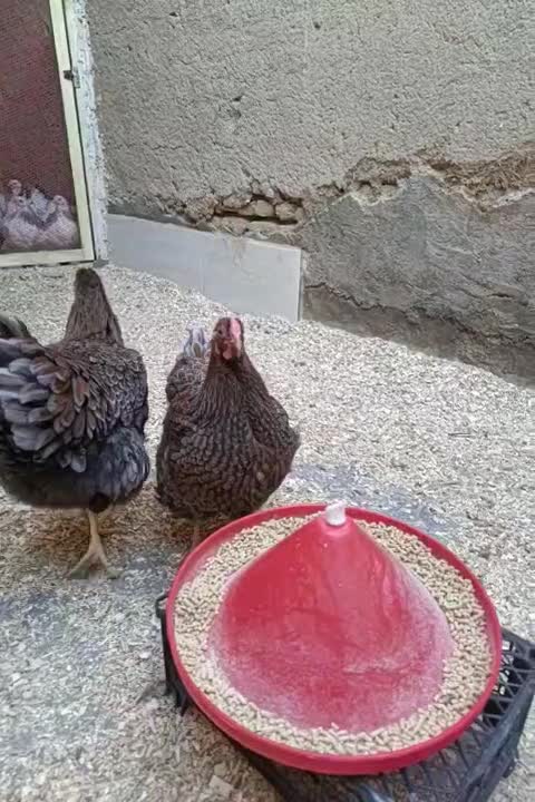 تخم نطفه دار ویاندوت و برهما لایت|حیوانات مزرعه|شهرضا, |دیوار