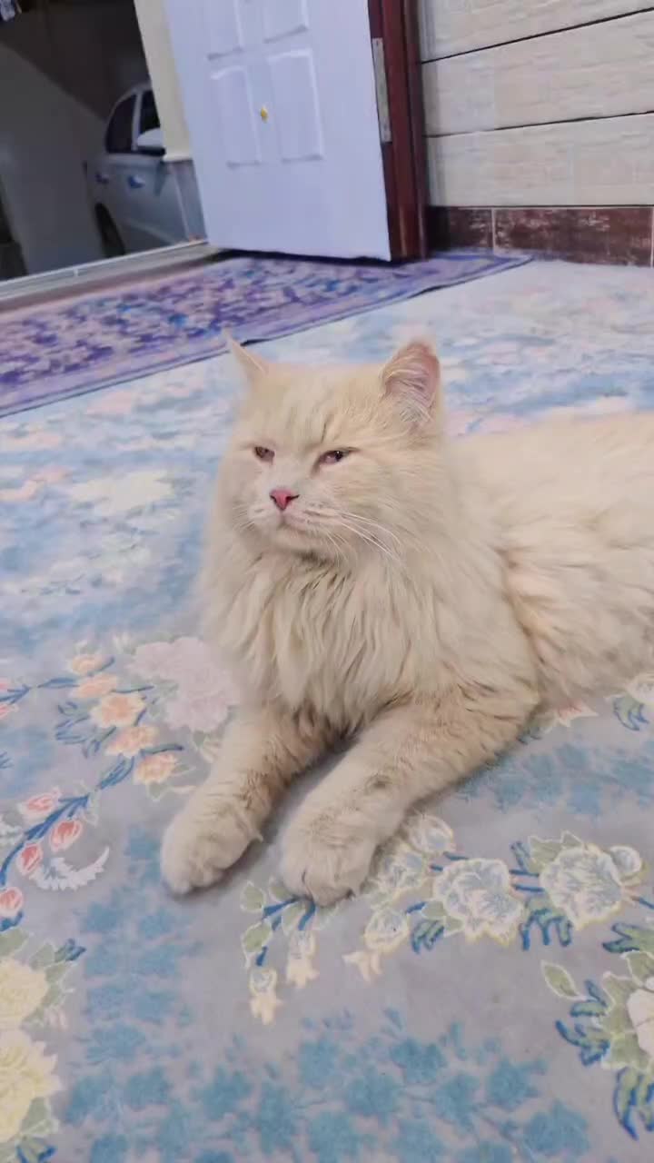 گربه پرشین|گربه|دوگنبدان, |دیوار