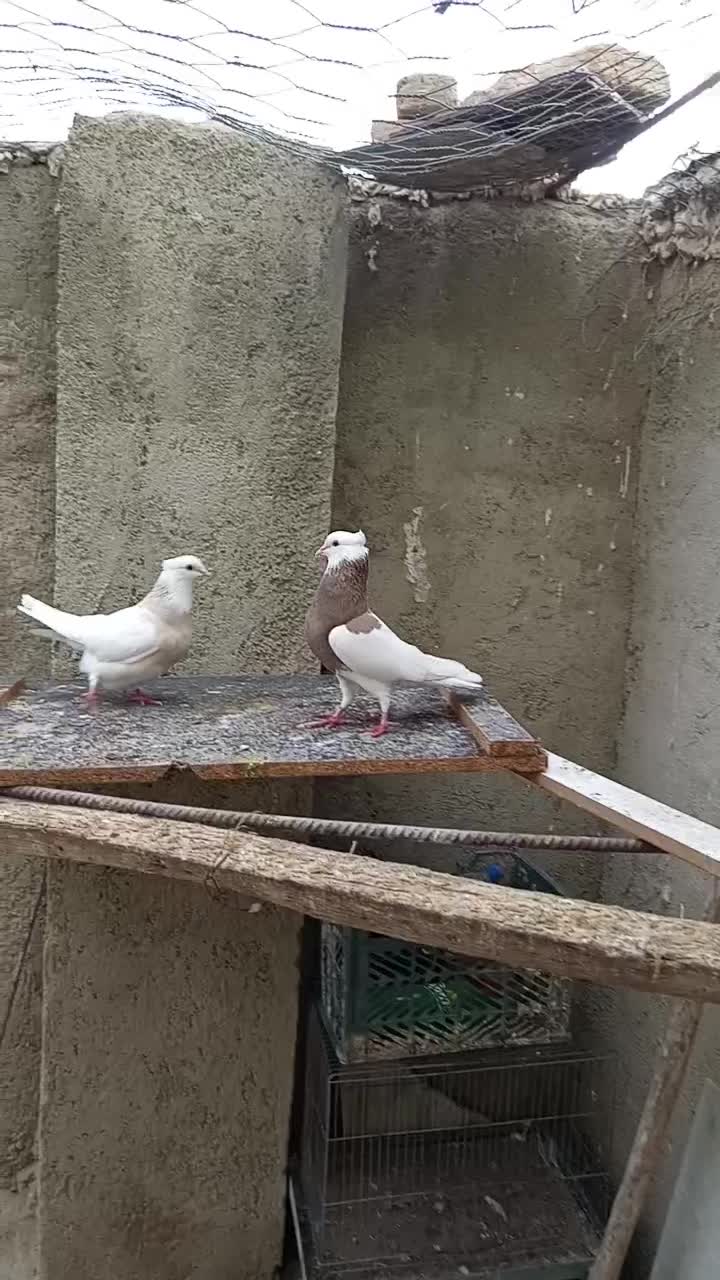 جفت طوقی نروماده|پرنده|قروه, |دیوار