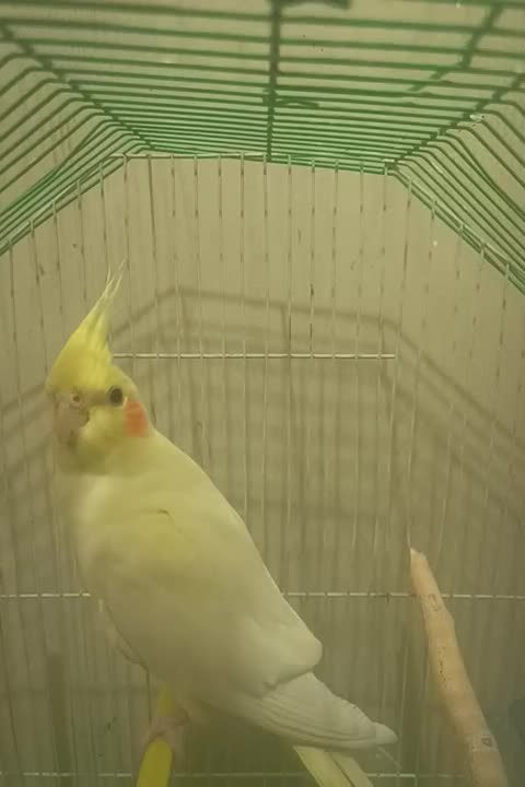 عروس هلندی ماده آماده جفت بدون عیب شاه تخم|پرنده|بهار, |دیوار