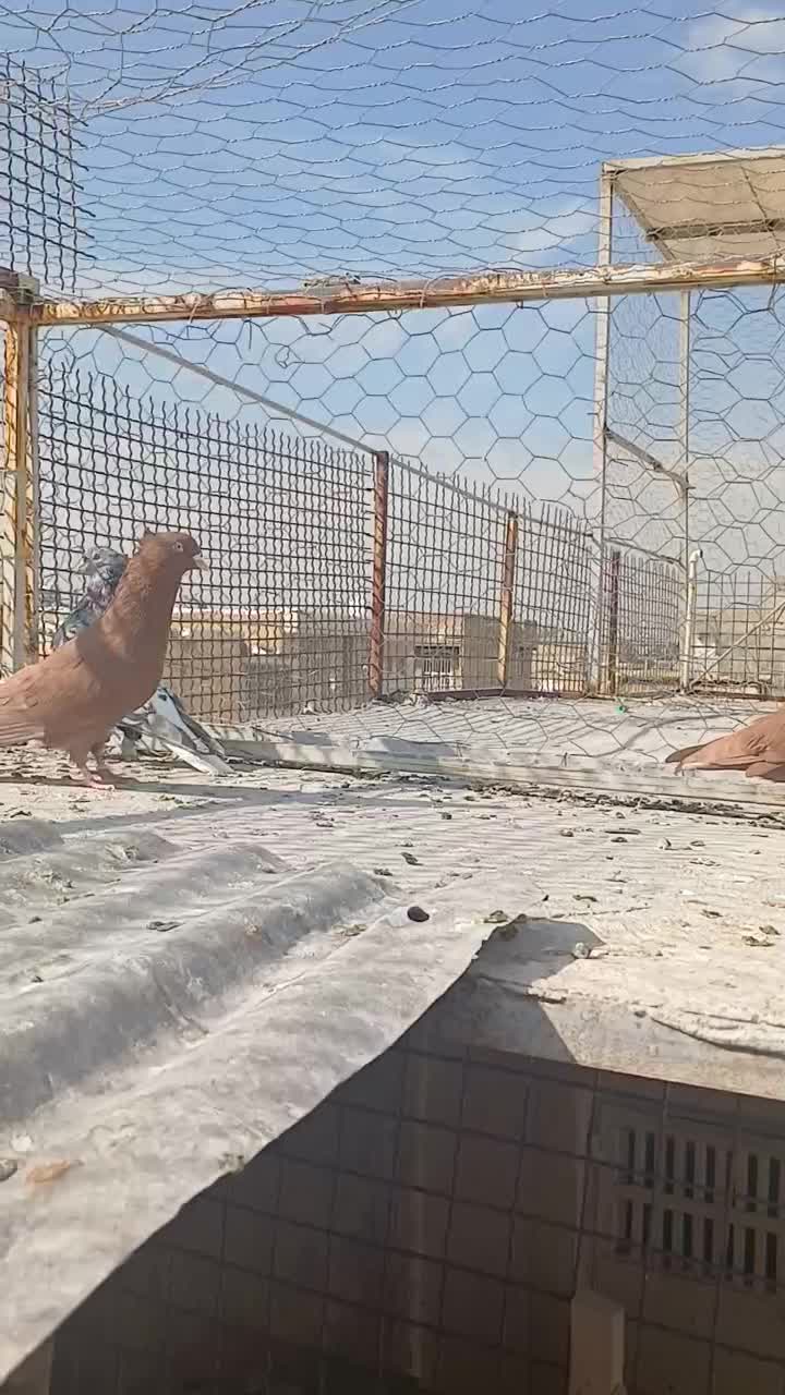 کفتر دم سفید نر|پرنده|شیراز, شیخ علی چوپان|دیوار