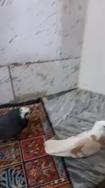 جفت کبوتر شازده زرد وسیاه عتیقه|پرنده|همدان, |دیوار