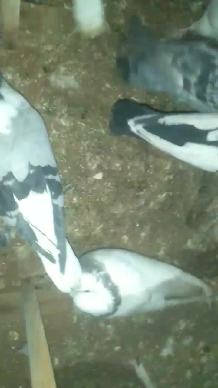 ۲۲عدد‌کبوتر‌جفت‌۴۸۰هزار|پرنده|چناران, |دیوار