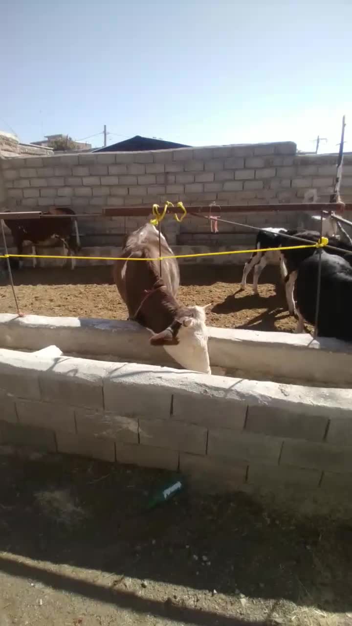 تلیسه.گوساله.ابستن|حیوانات مزرعه|زرین دشت (همدان), |دیوار