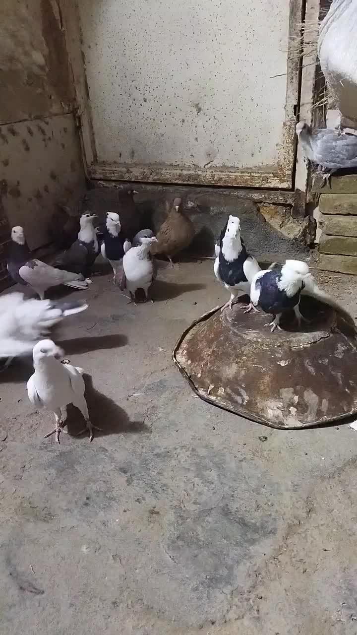 کفتر رنگه|پرنده|سبزوار, جهاد کشاورزی|دیوار