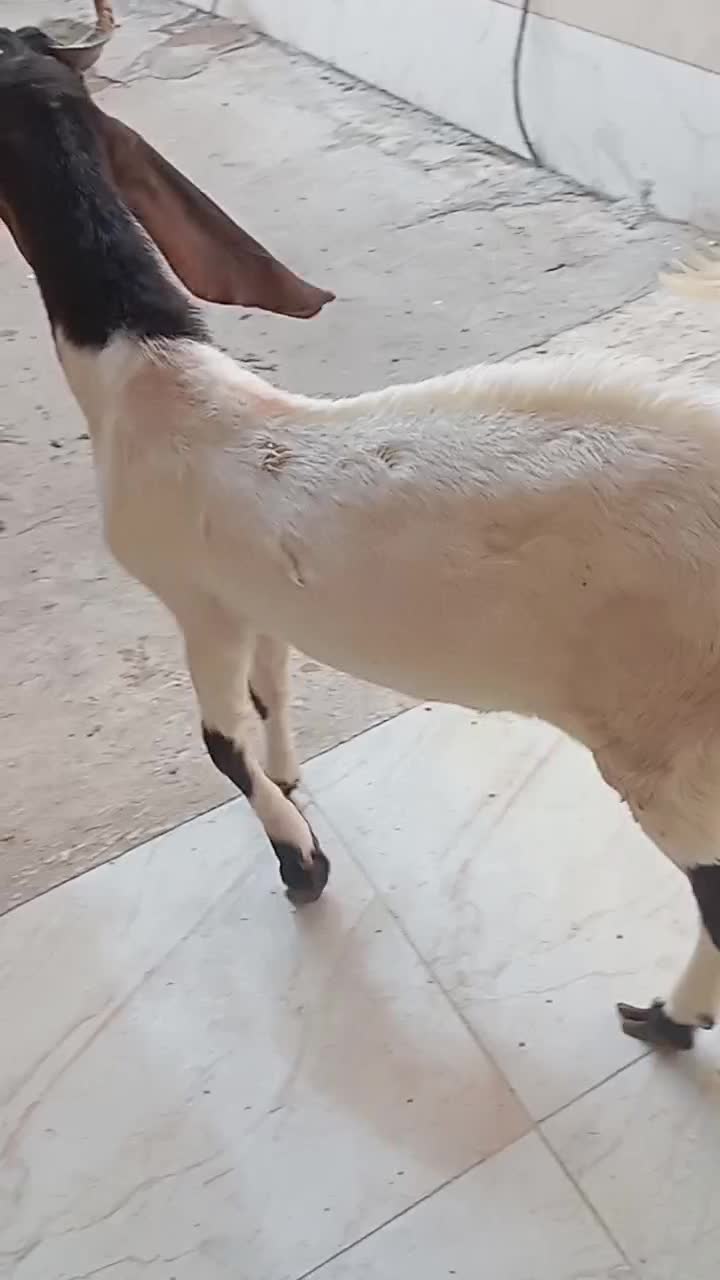 سلام یک نر|حیوانات مزرعه|باوی, |دیوار