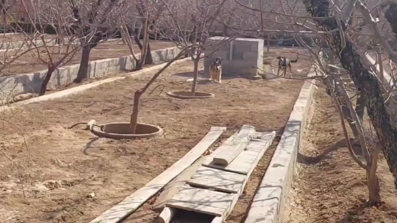 سگ نگهبان|سگ|اصفهان, شهرک صنعتی امیرکبیر (شاپور جدید)|دیوار