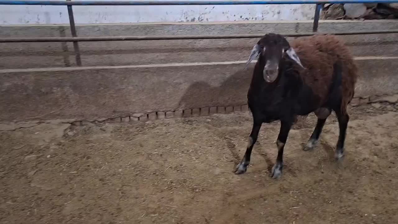 بره نر|حیوانات مزرعه|قروه, |دیوار