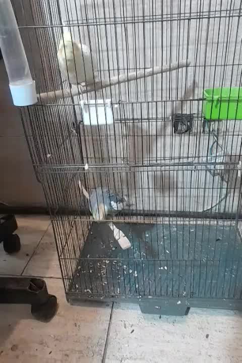 پرنده|پرنده|ری, شهادت|دیوار