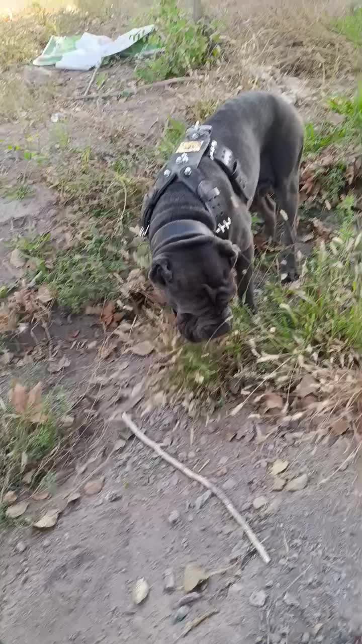 کن کورسو|سگ|بردسیر, |دیوار