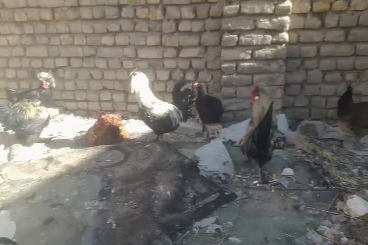 خروس سلطان درجه یک.خروس کوشین|حیوانات مزرعه|تربتحیدریه, طالقانی|دیوار