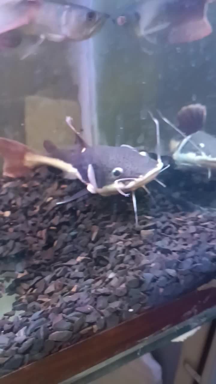 ماهی رتیل بهترین تمیز کننده گوشت خوار|ماهی|اندیشه, شهرک المهدی|دیوار