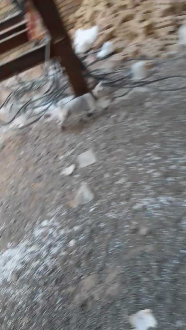 واگذاری توله فیندو نر ۱۰۰روزه از بهترین نسل و نژاد|سگ|اهر, |دیوار