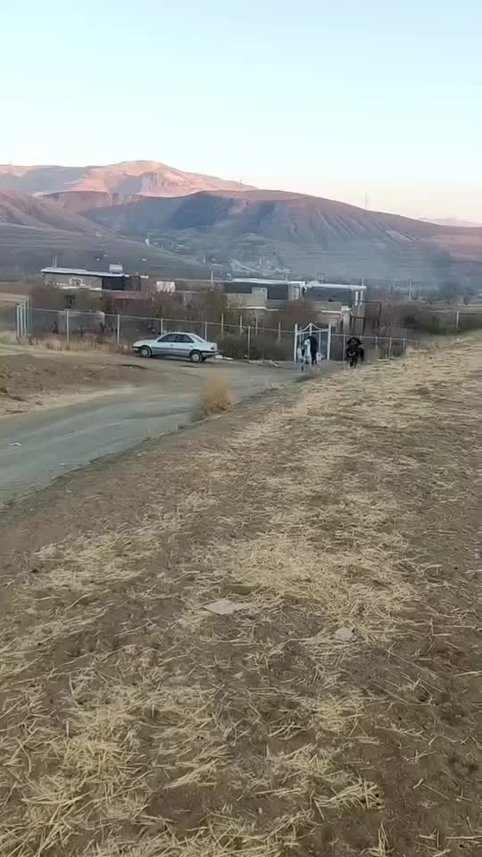 اسب|اسب و تجهیزات اسبسواری|سنندج, |دیوار