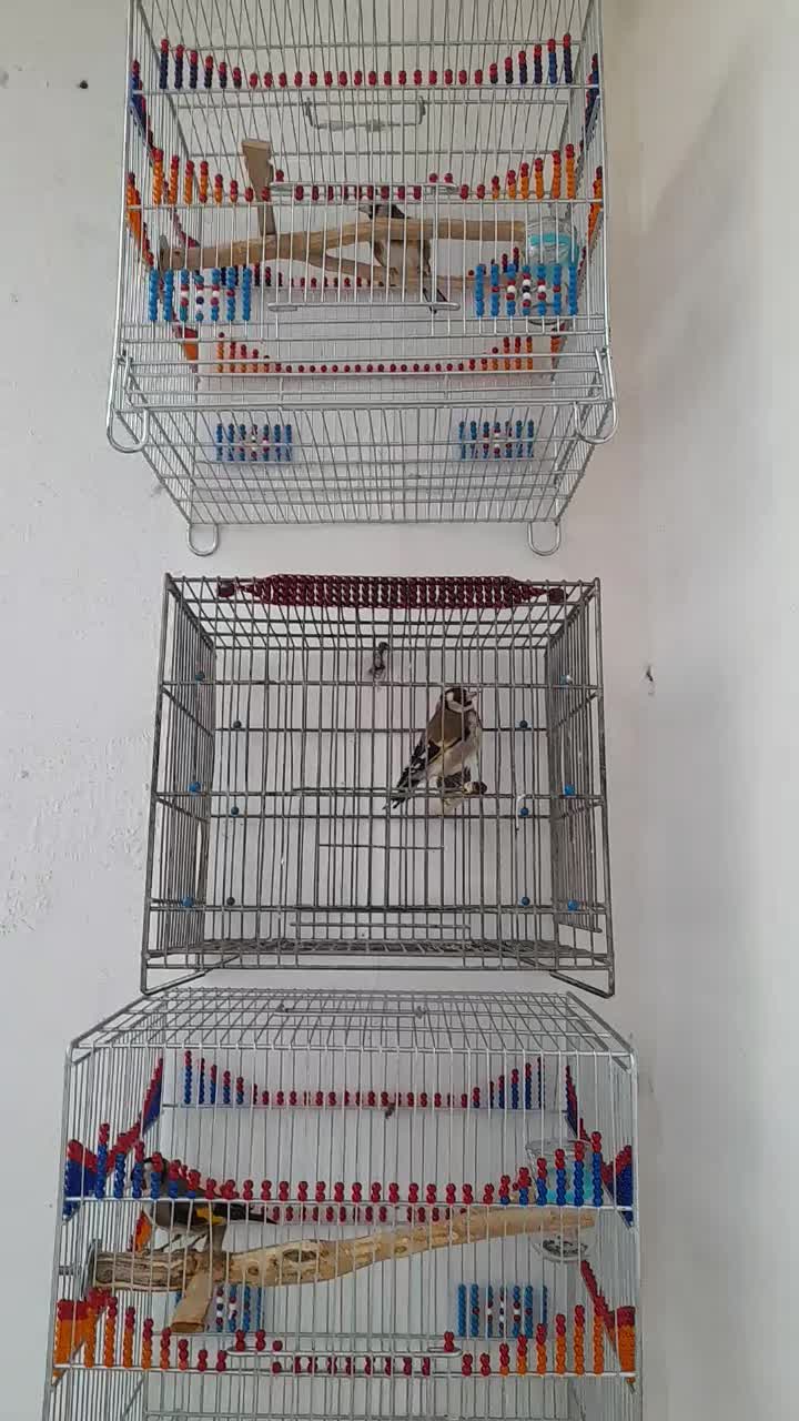 سهره|پرنده|قم, ولیعصر|دیوار