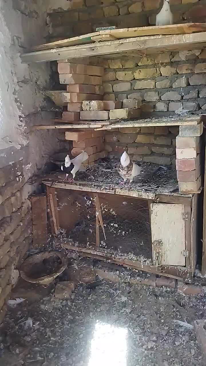 چهار جفت طوقی|پرنده|تبریز, |دیوار