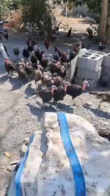 بوقلمون|حیوانات مزرعه|رودان, |دیوار