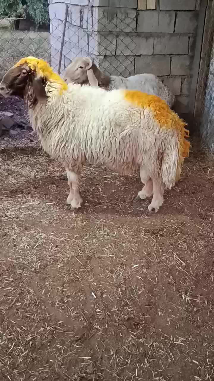 شک ورن سنجابی و چینی قوچ نمونه|حیوانات مزرعه|اسلامآباد غرب, |دیوار