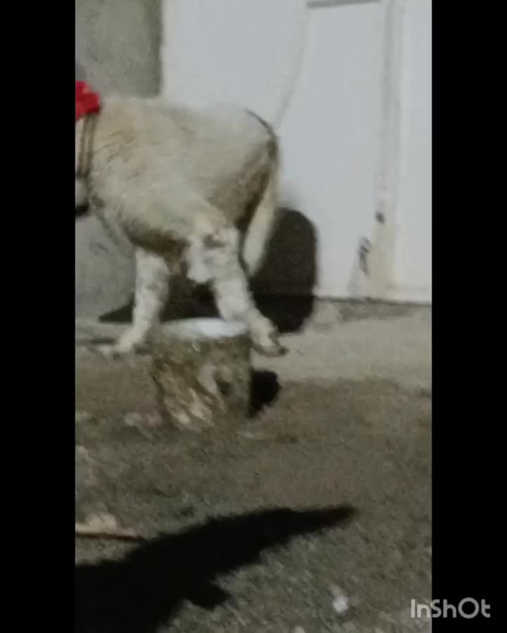 نرو لاس|سگ|شیدا, |دیوار