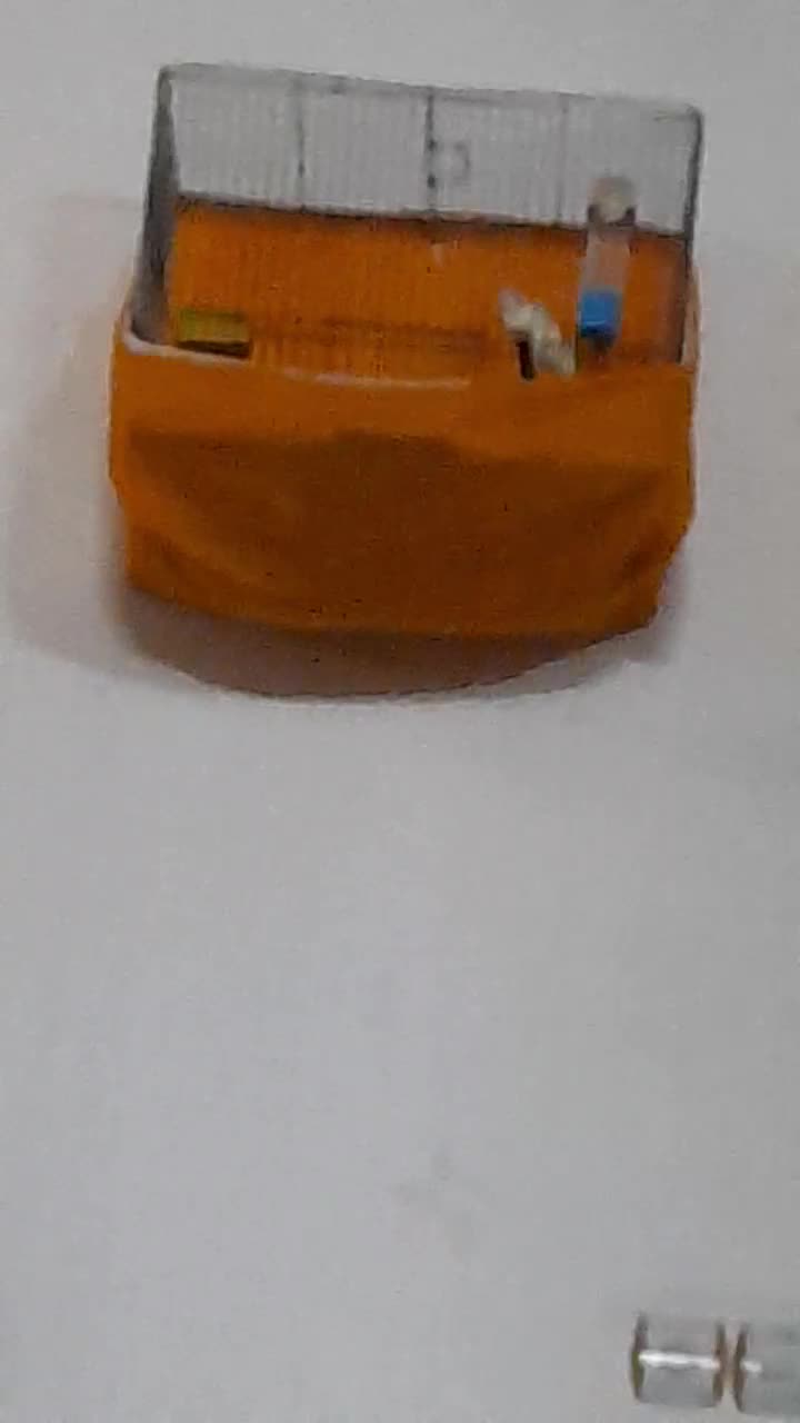 قناری سفید بخون جوان|پرنده|شهرضا, |دیوار