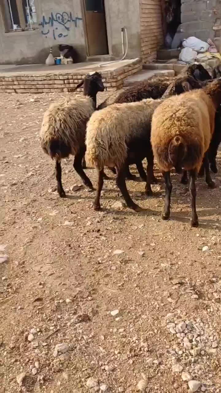 6راس میش جوان شالی آبستن یکیش زاییده|حیوانات مزرعه|قیدار, |دیوار