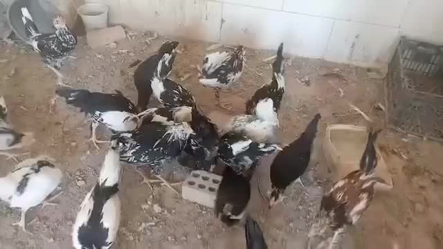 گلین ریشی مرغ و جوجه|حیوانات مزرعه|برخوار, |دیوار