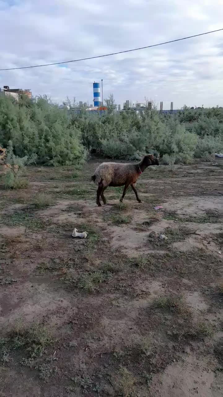 یک راس گوسفند خشک فروشی|حیوانات مزرعه|آق قلا, |دیوار