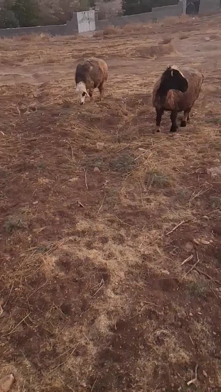 میش بره دار و ابستن (سپیدان )|حیوانات مزرعه|سپیدان, |دیوار