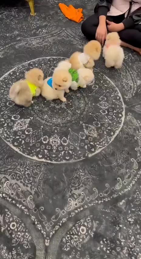 سسگگ ممینیاتوریی پاامی|سگ|تهران, شهرک غزالی|دیوار