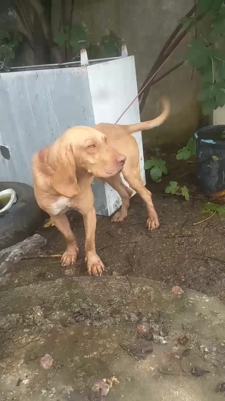 سگ شکاری|حیوانات|رضوانشهر, |دیوار