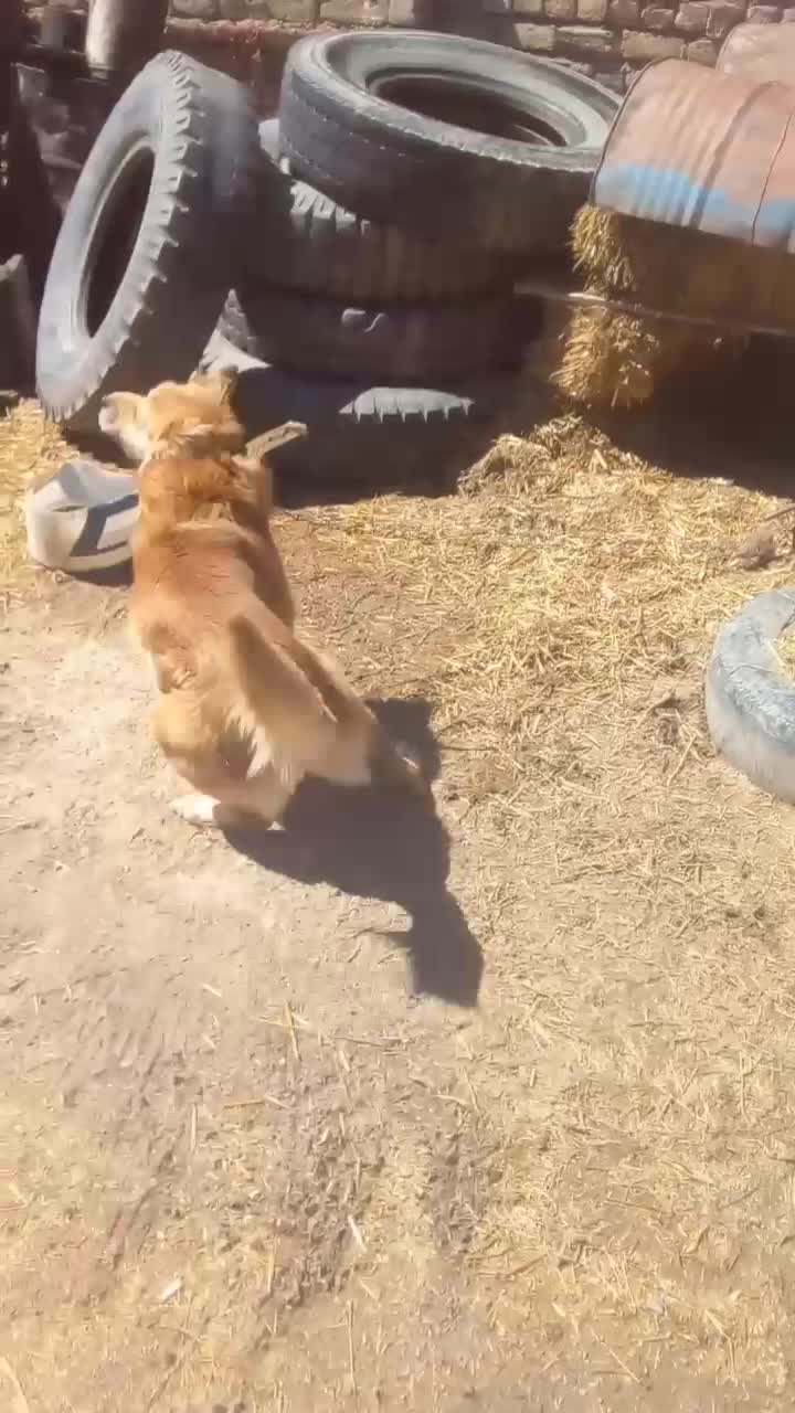 سگ نگهبان|سگ|گل تپه, |دیوار