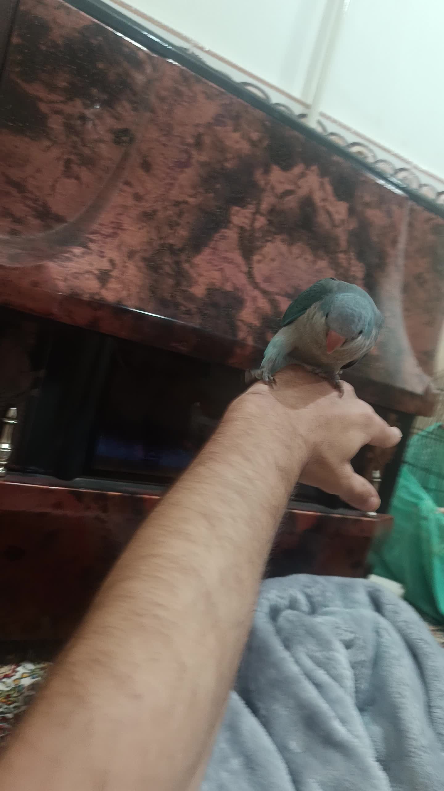راهب|پرنده|بانه, |دیوار