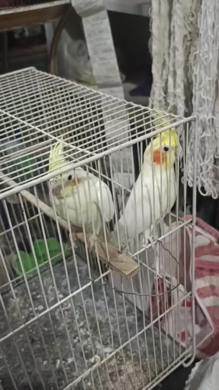 ...|پرنده|نصر آباد, |دیوار