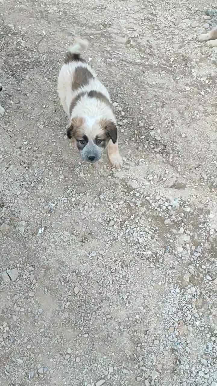 سگ نژاد محلی|سگ|پردیس, فاز ۸|دیوار