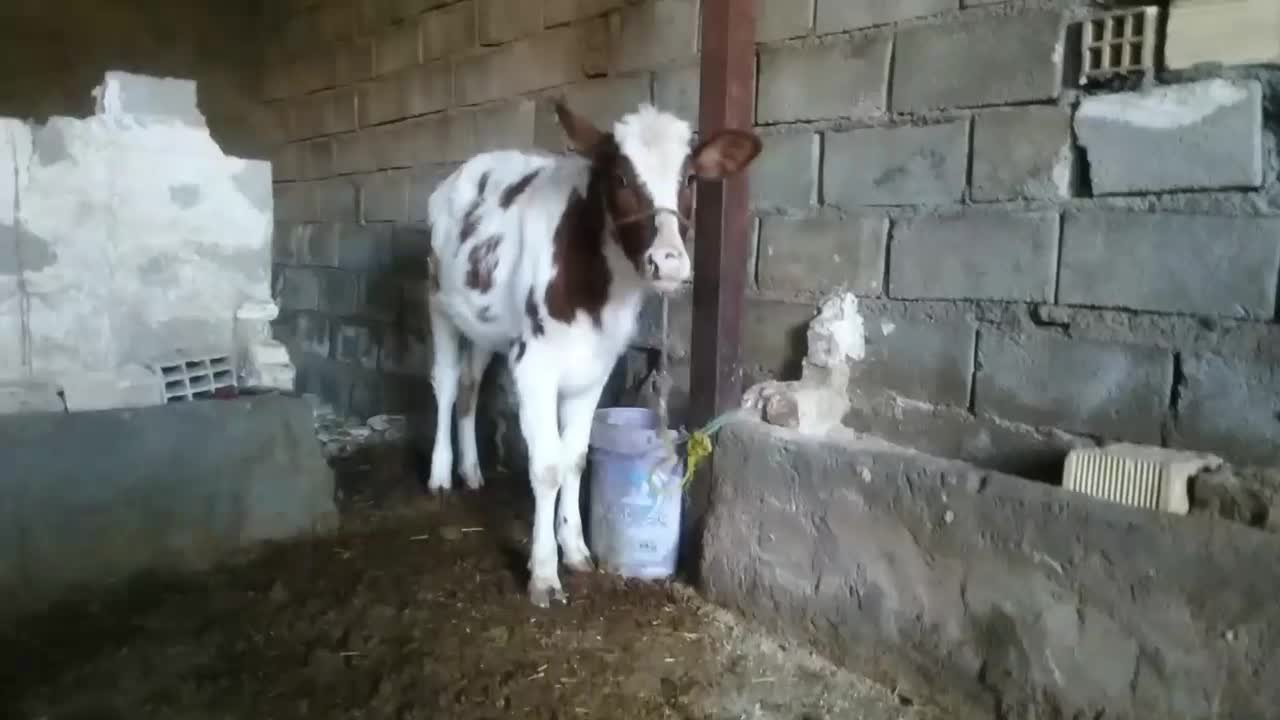 گوساله دورگه|حیوانات مزرعه|پلدختر, |دیوار