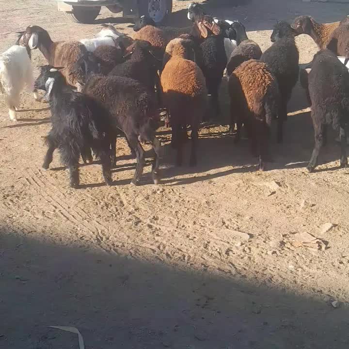 ۱۵عدد بره ماده|حیوانات مزرعه|نقده, |دیوار