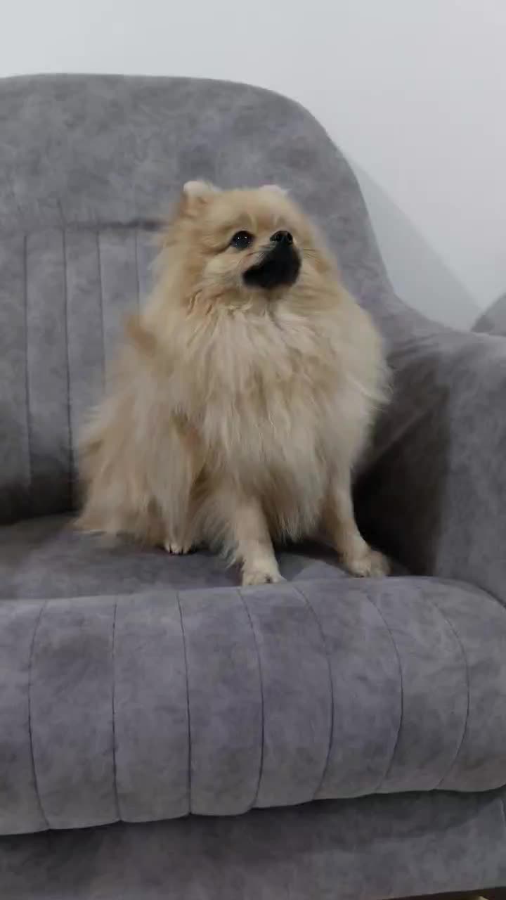 سگ پامرانین نر اصیل|سگ|کرمانشاه, |دیوار