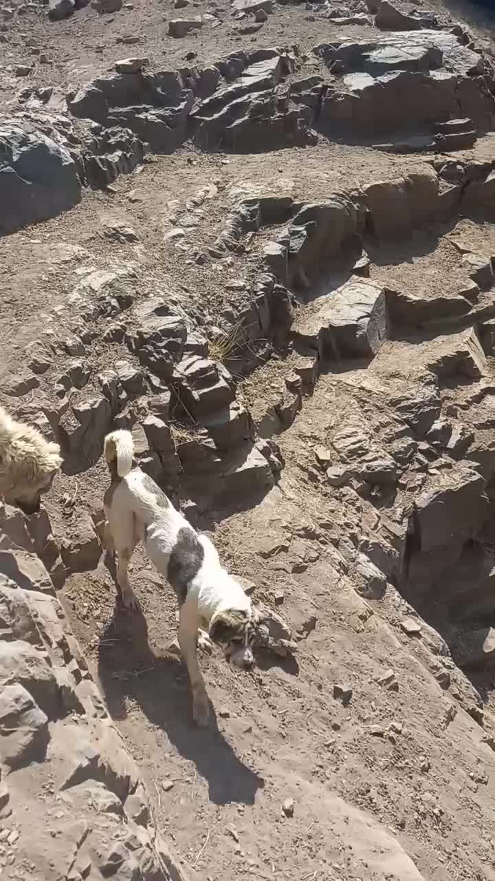 سگ سراب|سگ|زنجان, |دیوار