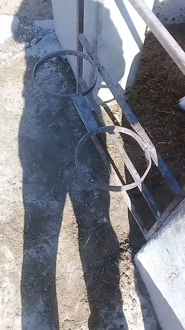 گوساله ماده ونرشیری|حیوانات مزرعه|مشهد, خرم آباد|دیوار