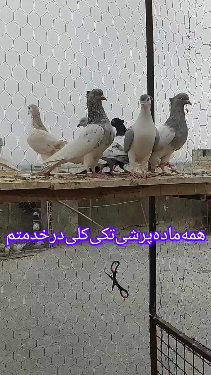 کبوترملاقی|پرنده|بجنورد, |دیوار