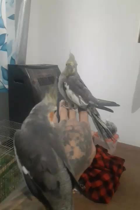 ب دلیلی تعقیره مکان عروس خود را فروش گذاشته|پرنده|صومعهسرا, |دیوار