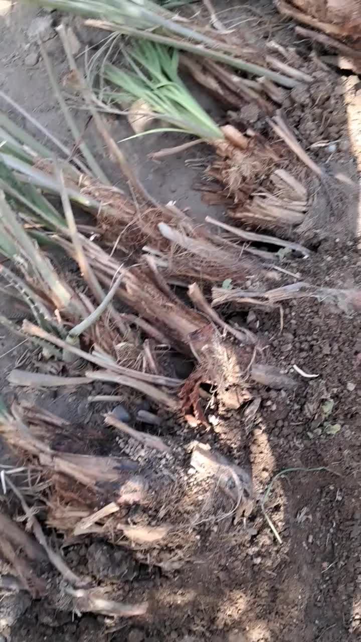 فروش فسیل کلیته مضافتی..|گل و گیاه طبیعی|جیرفت, |دیوار