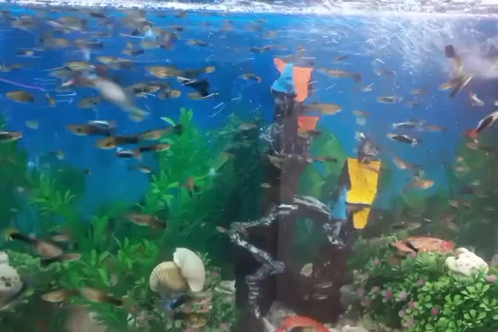 ماهی گوپی|ماهی|پاکدشت, خاتون آباد|دیوار