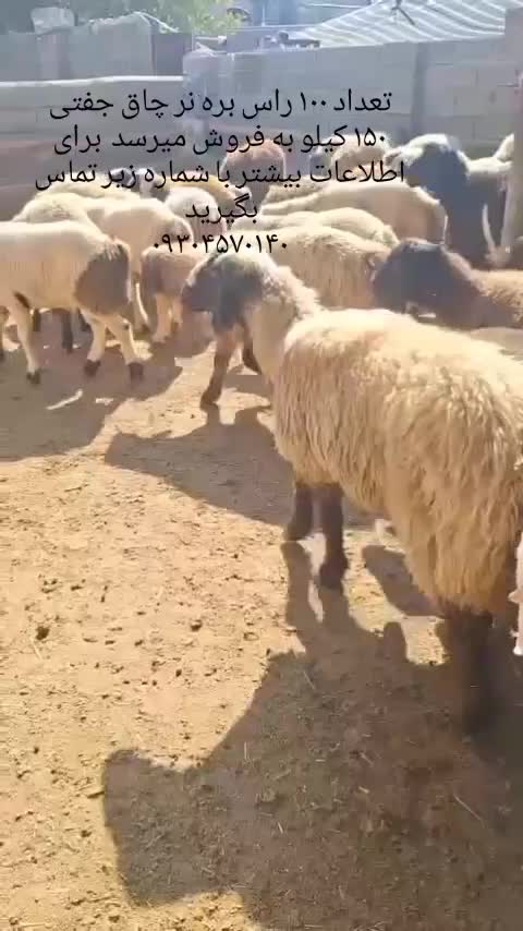 بره نر چاق|حیوانات مزرعه|کوه چنار, |دیوار