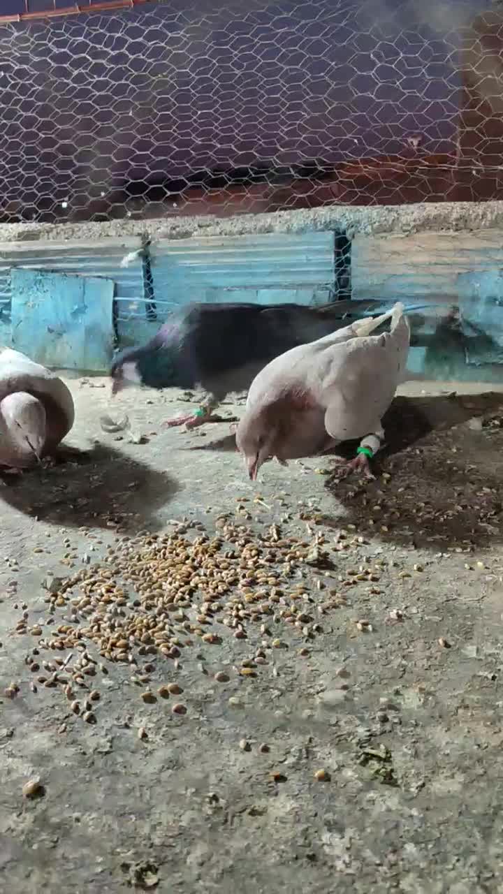 گرفتنی|پرنده|نیشابور, رحمت آباد|دیوار