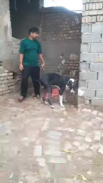 طوله خراسان|سگ|تهران, شوش (باغ آذری)|دیوار