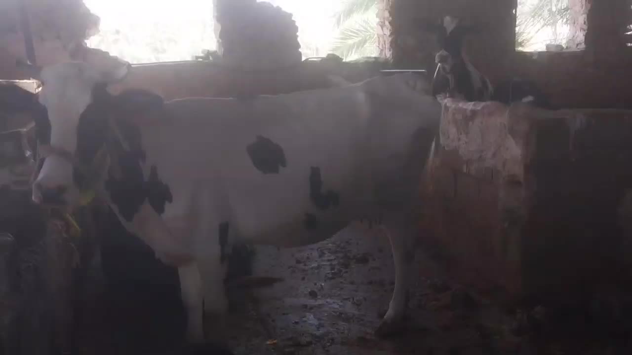 فروش گاو و شنگد|حیوانات مزرعه|کنار تخته و کمار, |دیوار