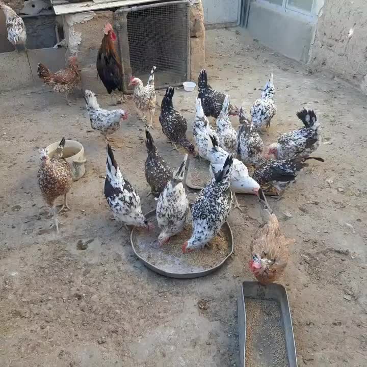 تخم گلین لری|حیوانات مزرعه|شیراز, شهرک بهار|دیوار