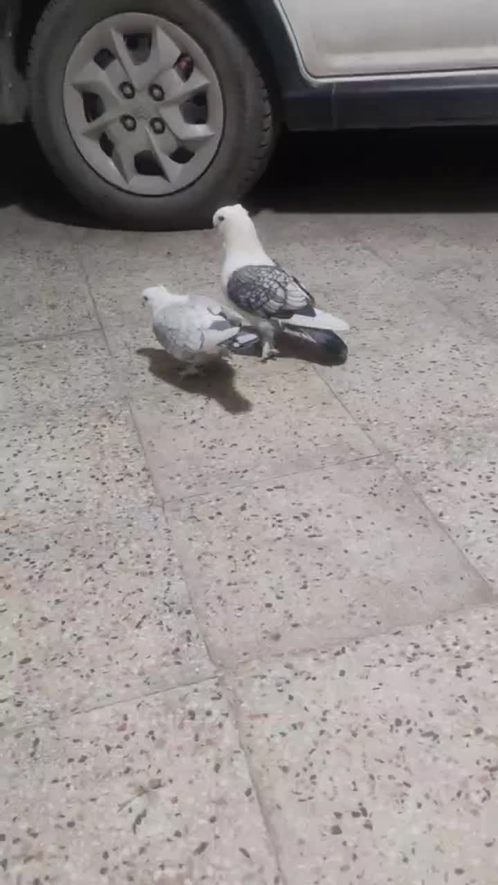 کفتر|پرنده|گوگان, |دیوار