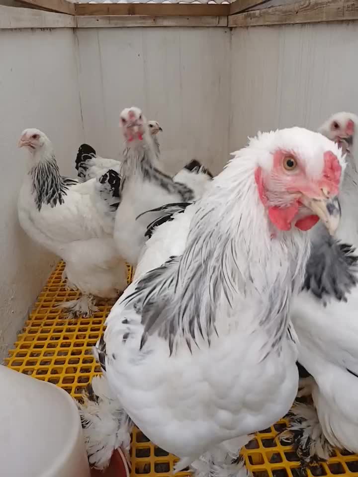 فروش چند جفت برهما لایت در بندرانزلی|حیوانات مزرعه|رشت, سعدی (تختی)|دیوار